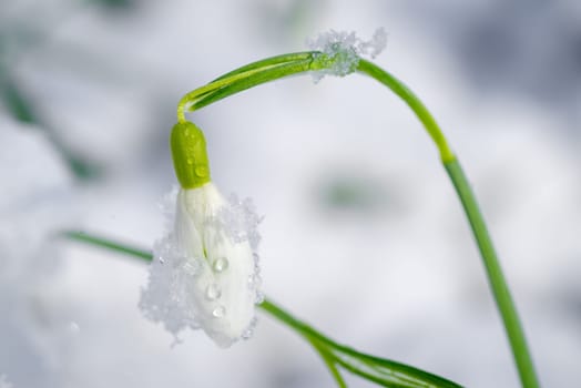 closeup of blooming white snowdrops flowers covered with fresh snow