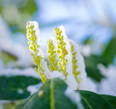 green blooming plants covered with a fresh layer of snow