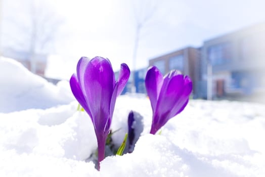 blooming crocusses covered with a fresh layer of march snow