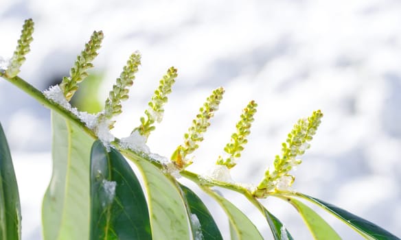 green blooming plants covered with a fresh layer of snow