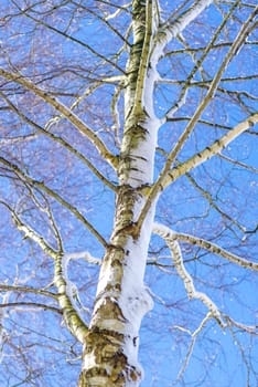 birch tree covered with a fresh layer of snow