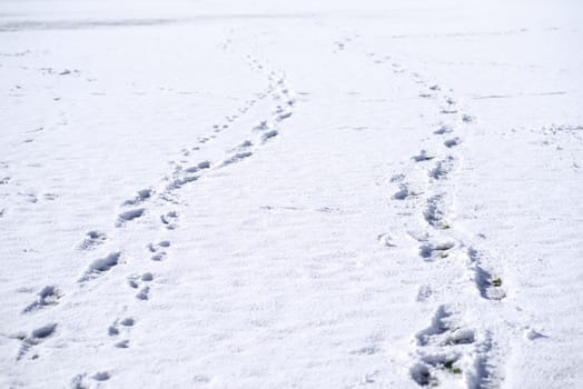various tracks of footprints in the snow