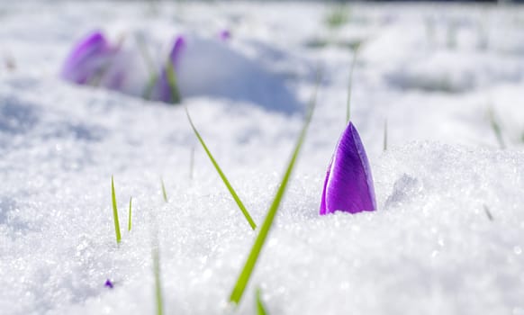 blooming crocusses covered with a fresh layer of march snow