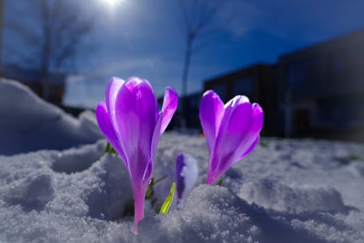 blooming crocusses covered with a fresh layer of march snow