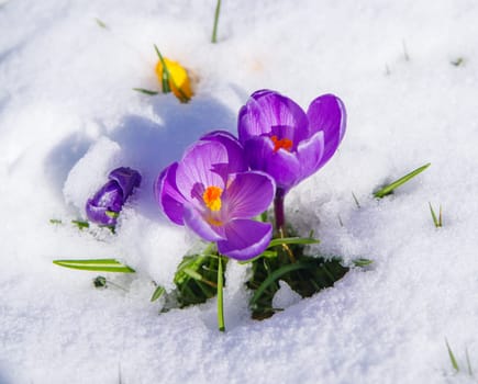 blooming crocusses covered with a fresh layer of march snow