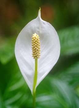 closeup of a peace lily plant or spathyphyllum