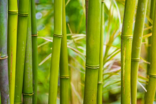closeup of some bamboo branches