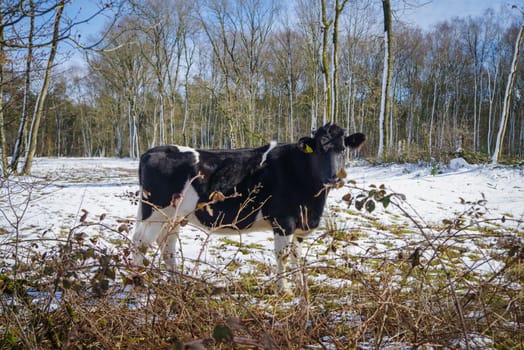 frisian cows outside in the snow