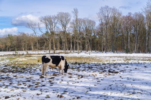 frisian cows outside in the snow