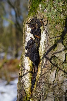 medicinal chaga mushroom or inonotus obliquus on a birch tree