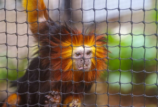 golden lion tamarin monkey behind a fence in a zoo
