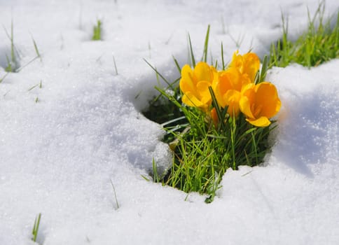 blooming crocusses covered with a fresh layer of march snow