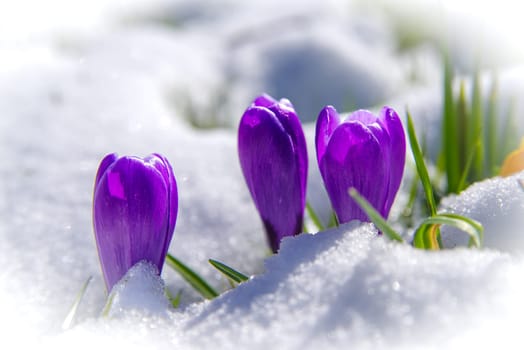 blooming crocusses covered with a fresh layer of march snow