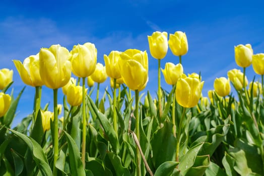 closeup op blooming yellow tulips against a blue sky