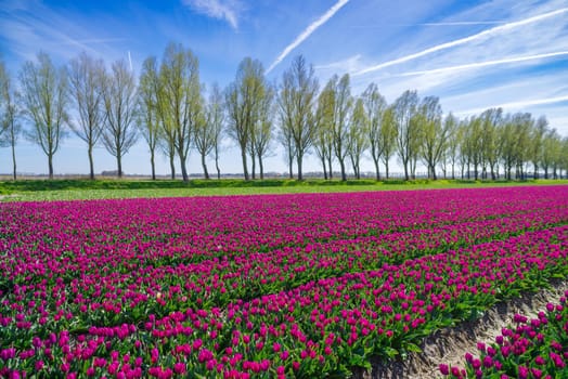 field with blooming tulips in the netherlands