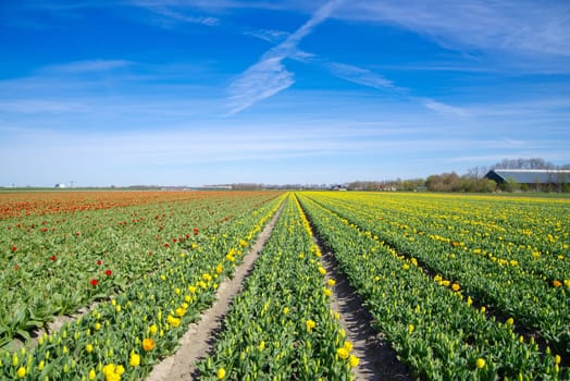 field with blooming tulips in the netherlands