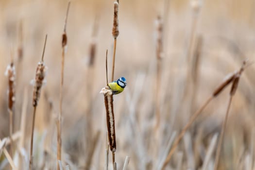 Common bird, Eurasian blue tit, (Cyanistes caeruleus), in the nature on spring, perched on reed. Czech Republic wildlife