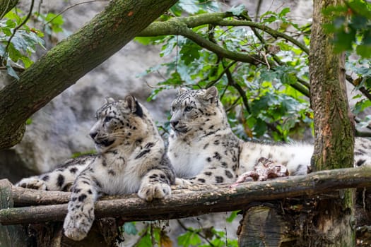 Couple of snow leopard (Panthera uncia), beautiful wild big cat, native to the mountain ranges of Central and South Asia