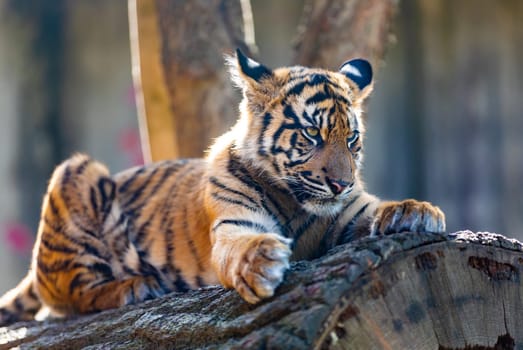 Sumatran tiger (Panthera tigris sumatrae), rare tiger subspecies that inhabits the Indonesian island of Sumatra