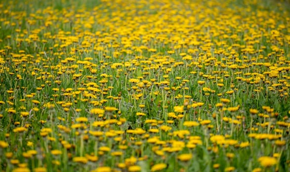Field of spring flowers dandelions, Dandelion meadow in springtime. Yellow dandelion with shallow focus