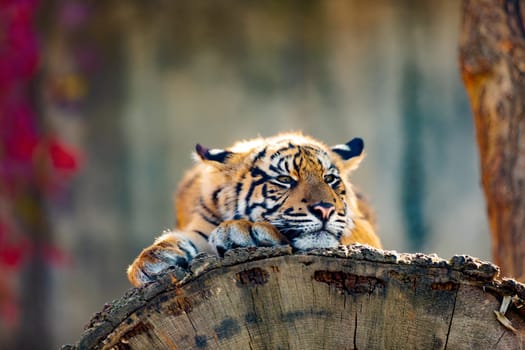 Sumatran tiger (Panthera tigris sumatrae), rare tiger subspecies that inhabits the Indonesian island of Sumatra