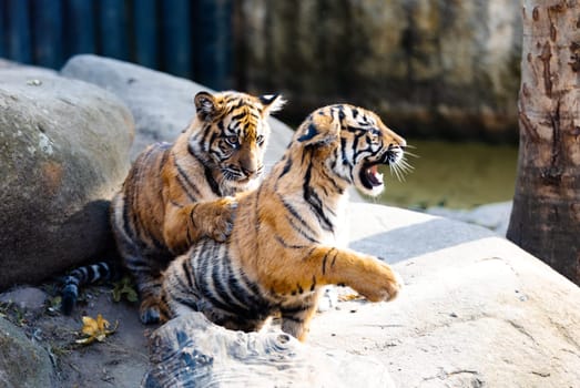 Sumatran tiger (Panthera tigris sumatrae) kitten, rare tiger subspecies that inhabits the Indonesian island of Sumatra