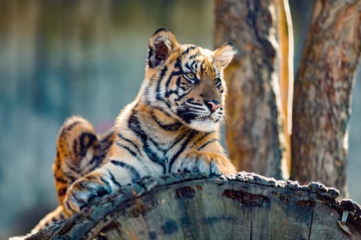 Sumatran tiger (Panthera tigris sumatrae), rare tiger subspecies that inhabits the Indonesian island of Sumatra