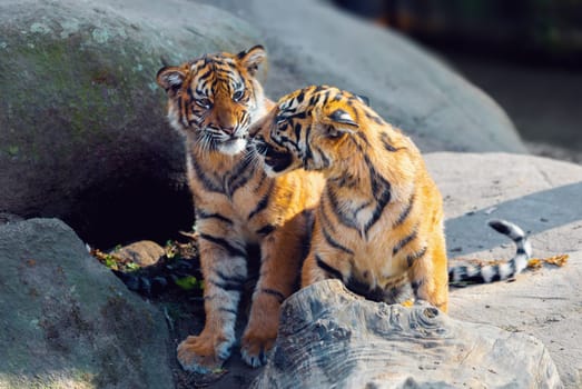 Sumatran tiger (Panthera tigris sumatrae) kitten, rare tiger subspecies that inhabits the Indonesian island of Sumatra