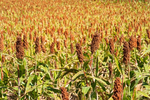 Millet or Sorghum an important cereal crop in field for making porridge or baking bread or brewing beer
