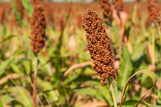 Millet or Sorghum an important cereal crop in field for making porridge or baking bread or brewing beer