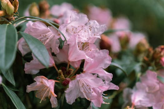 Pink flowers and green leaves of Rhododendron principis is an evergreen shrub growing 2 to 6 m tall with leathery leaves and pink flowers.
