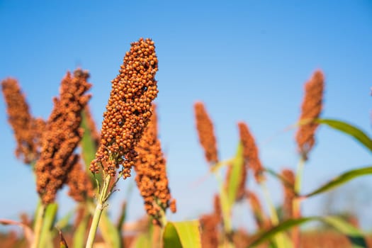 Sorghum or Millet field agent blue sky background