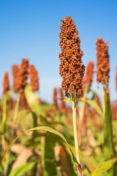 Sorghum or Millet field agent blue sky background