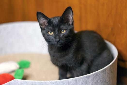 Black Baby kitten sitting in Basket and looking at camera.