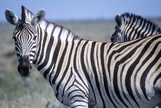 Plains Zebra, (Equus burchellii), Africa, Namibia, Oshikoto, Etosha National Park