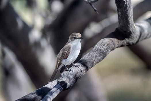 Marico Flycatcher, (Melaenornis mariquensis), Africa, Namibia, Oshikoto, Etosha National Park