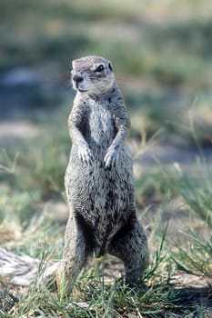 Ground Squirrel, (Xerus inauris), Africa, Namibia, Oshikoto, Etosha National Park