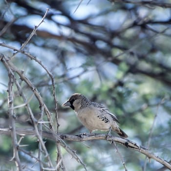 Sociable Weaver (Philetairus socius), Etosha National Park, Oshikoto, Namibia, Africa