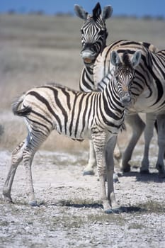 Plains Zebra, (Equus burchellii), Africa, Namibia, Oshikoto, Etosha National Park