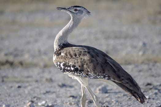 Kori Bustard, (Ardeotis kori), Africa, Namibia, Oshikoto, Etosha National Park