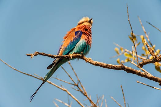 Lilacbreasted Roller (Coracias caudata) South Africa, Mpumalanga, Timbavati Nature Reserve