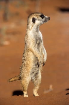 Suricate (Suricata suricatta), Africa, Namibia, Hardap, Kalahari