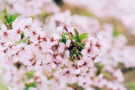 Selective focus. Japanese cherry blossom or sakura Prunus nipponica Miyabe M.Hiroe Brilliant in spring.