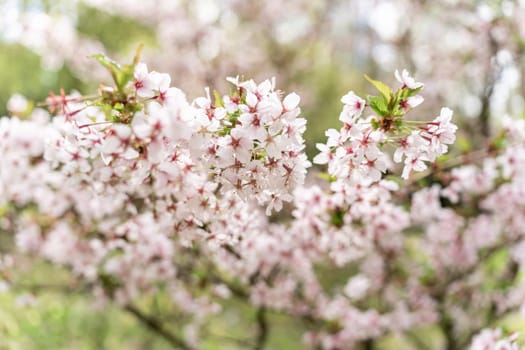Selective focus of the Japanese cherry blossom tree Prunus nipponica Miyabe M.Hiroe Brilliant.