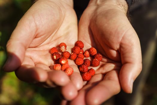 A handful of red fresh freshly picked wild strawberries in men's hands. Fragaria vesca, commonly called the wild strawberry, woodland strawberry, Alpine strawberry, Carpathian strawberry or European strawberry.