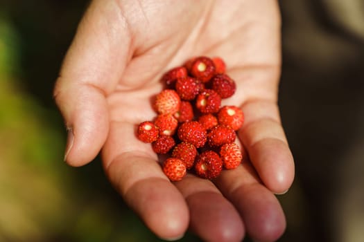 A handful of ripe red fresh wild strawberries in a man's hand.. Fragaria vesca, commonly called the wild strawberry, woodland strawberry, Alpine strawberry, Carpathian strawberry or European strawberry.