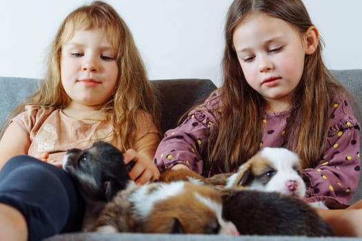 Two charming girls with long hair are sitting on sofa holding in their arms and stroking several velshkorgi puppies. Children and dogs. Love and happiness. Positive emotions. Wonderful childhood.