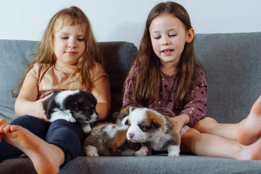 Softness. Charming girls with long loose hair are sitting on couch stroking several Welsh corgi puppies and giving them names. Children and dogs. Positive emotions. Responsibility education.