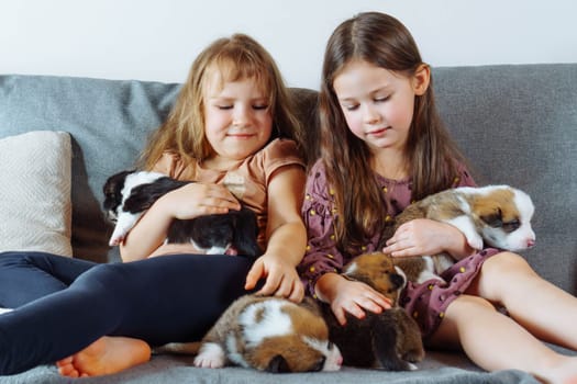 Children and dogs. Two charming girls with long hair are sitting on sofa holding in their arms and stroking several velshkorgi puppies. Love and happiness. Positive emotions. Wonderful childhood.