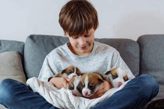 Happy teenage boy in T-shirt and jeans is sitting cross-legged on sofa, holding several Welsh corgi puppies in armful and kissing them. Positive. Happy childhood. Caring for and caring for pets.
